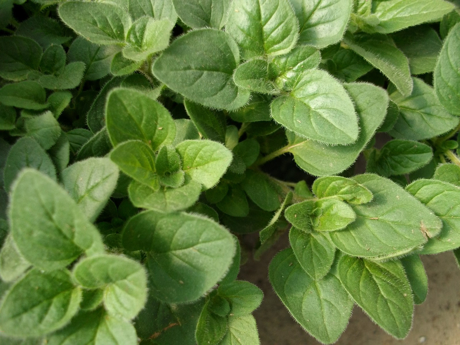 Greek Oregano – Mary's Heirloom Seeds
