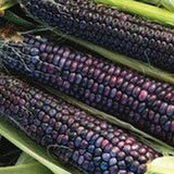 Hopi Blue Corn