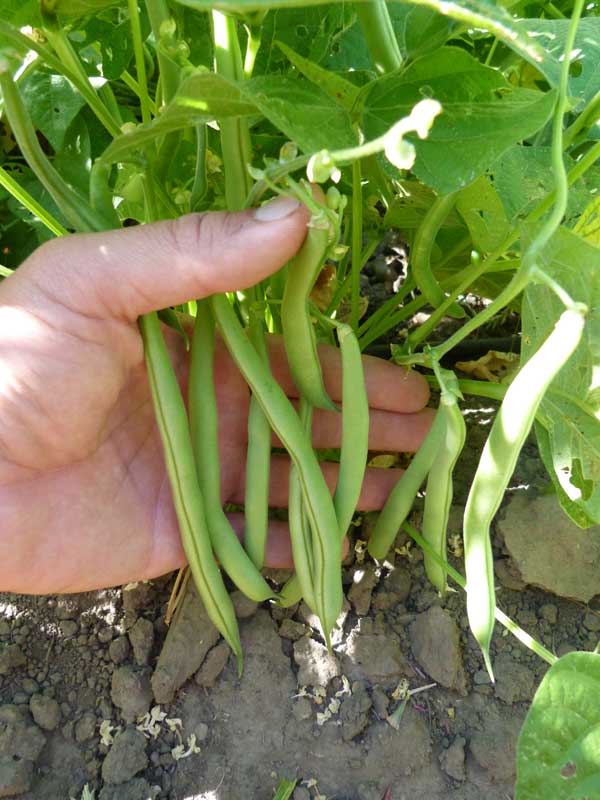 Harvester Bush Bean Mary's Heirloom Seeds