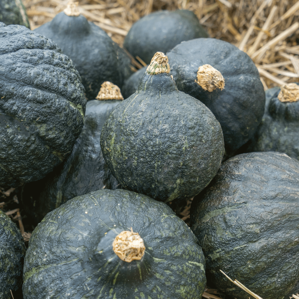 Anna Swartz Hubbard Squash