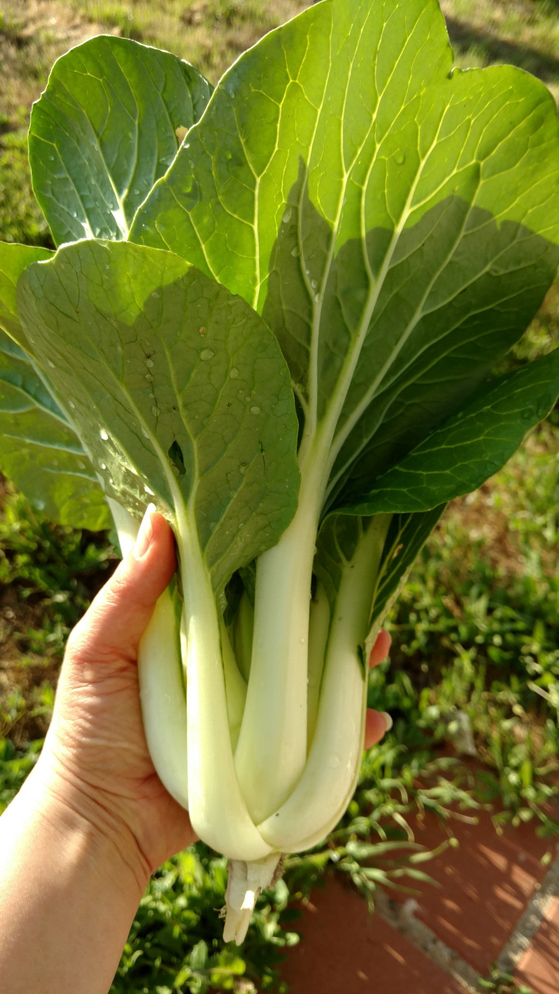 Pak Choy Cabbage – Mary's Heirloom Seeds