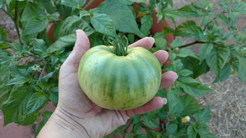 Emerald Green Tomato