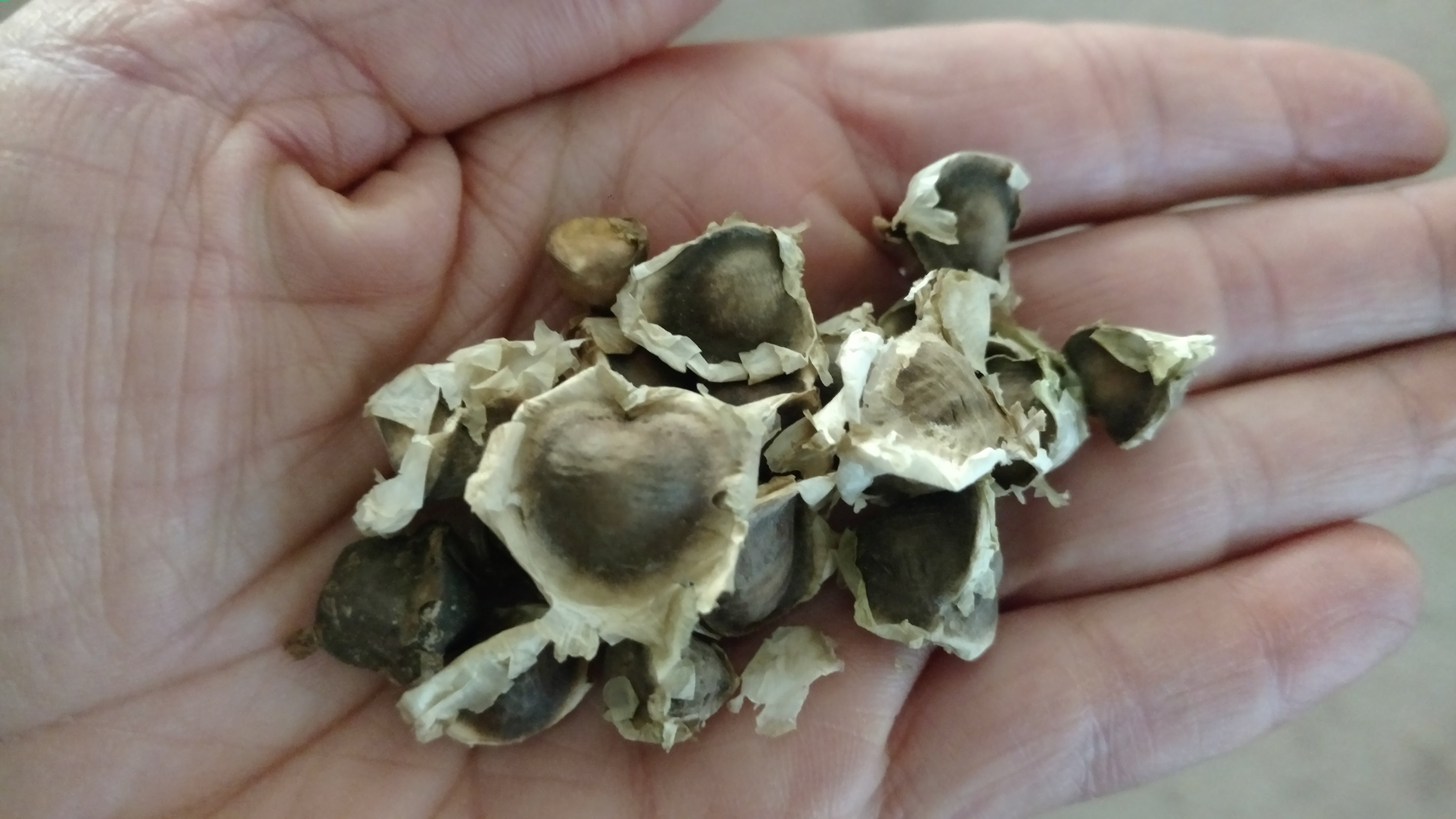 Moringa Oleifera Seeds – Mary's Heirloom Seeds