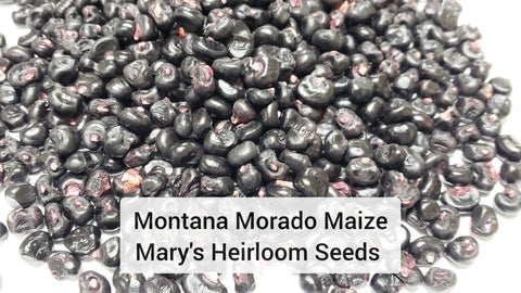 Montana Morado Maize