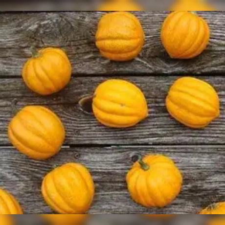 Gill's Golden Pippen Acorn Squash