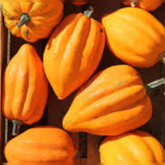Gill's Golden Pippen Acorn Squash