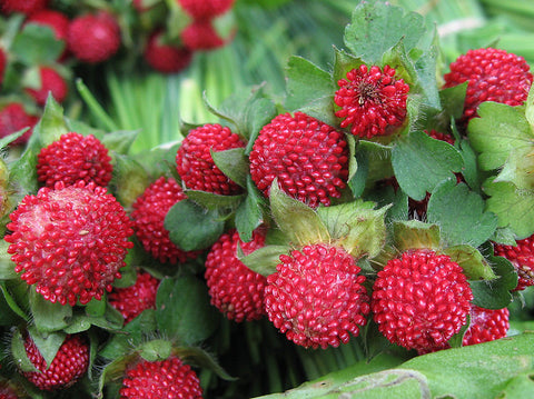 Indian Strawberry