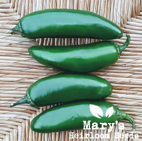Jalapeno Pepper