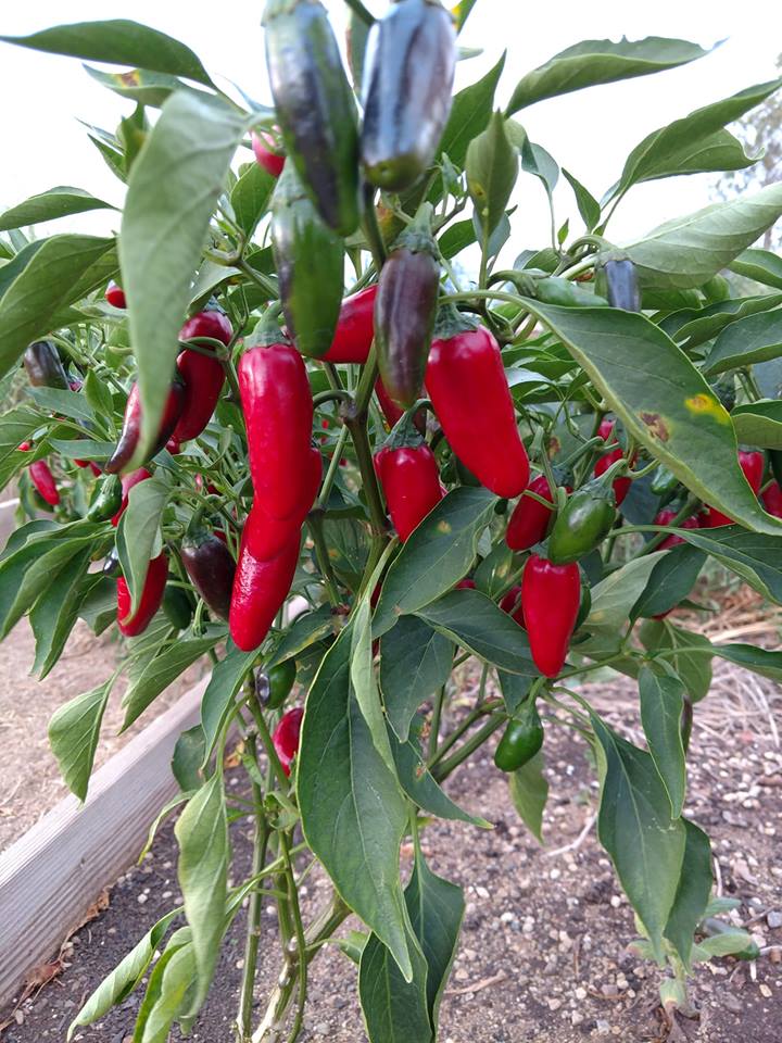 Jalapeno Pepper