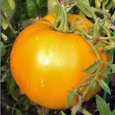 Golden Jubilee Tomato