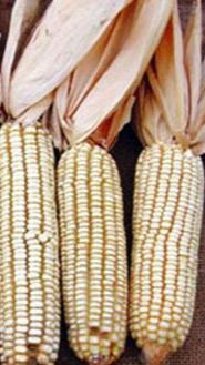 Jellicorse Twin Dent Corn