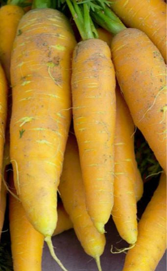 Jaune De Doubs Carrot