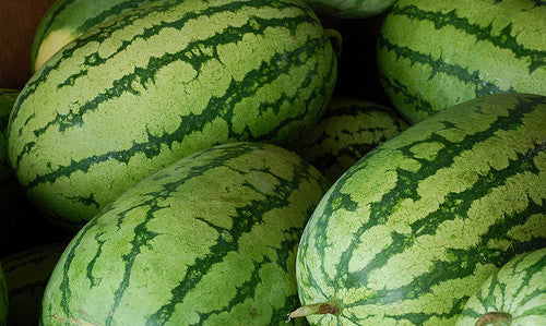 Klondike Striped Blue Ribbon Watermelon