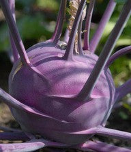 Early Purple Vienna Kohlrabi