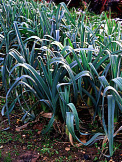 Blue Solaise Leek