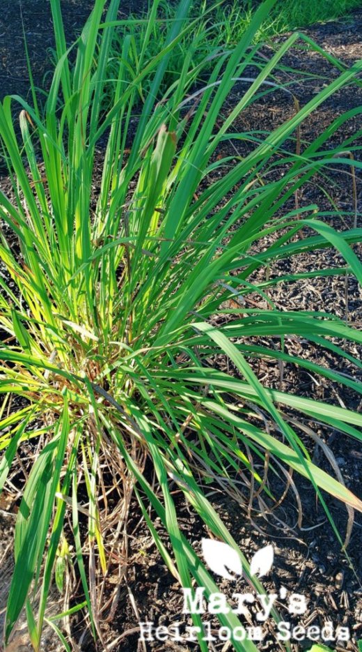 lemongrass tea plant Lemongrass
