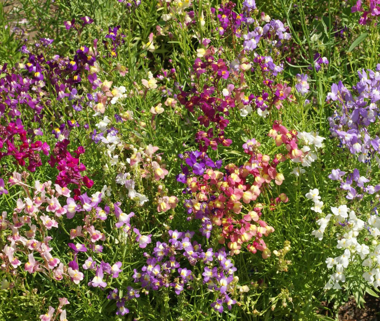 Snapdragon, Spurred