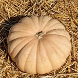 Long Island Cheese Pumpkin
