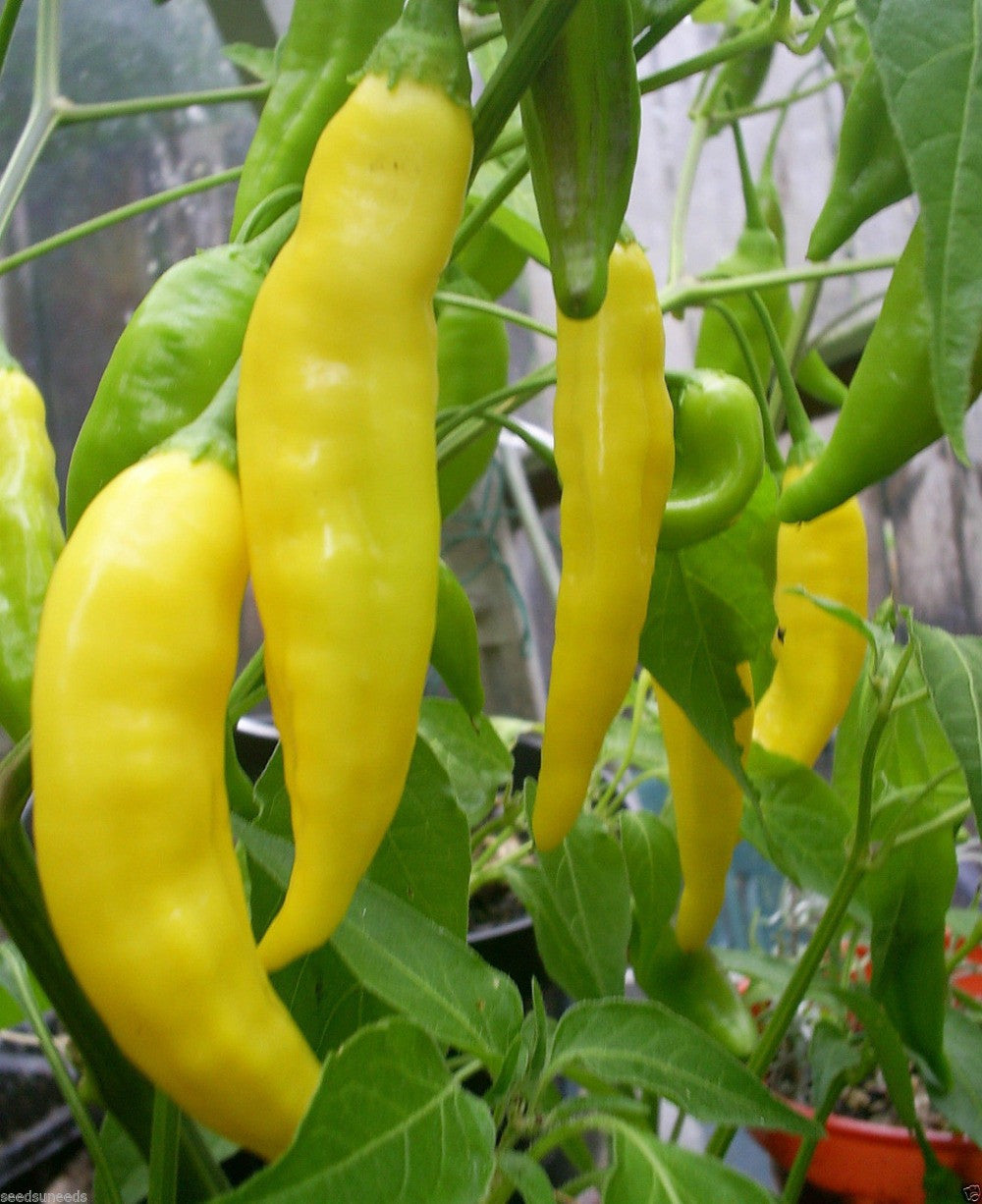 Lemon Drop Pepper – Mary's Heirloom Seeds