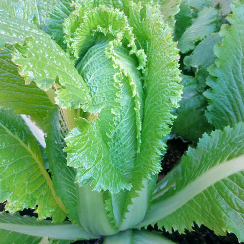 Michilhili Chinese Cabbage