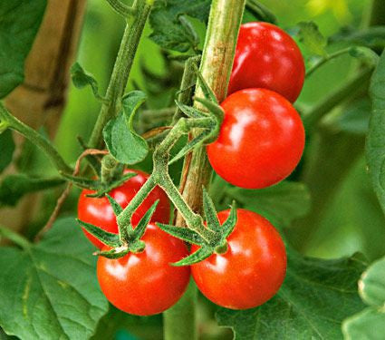 Matt's Wild Cherry Tomato – Mary's Heirloom Seeds