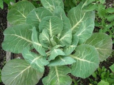 Morris Heading Collards – Mary's Heirloom Seeds