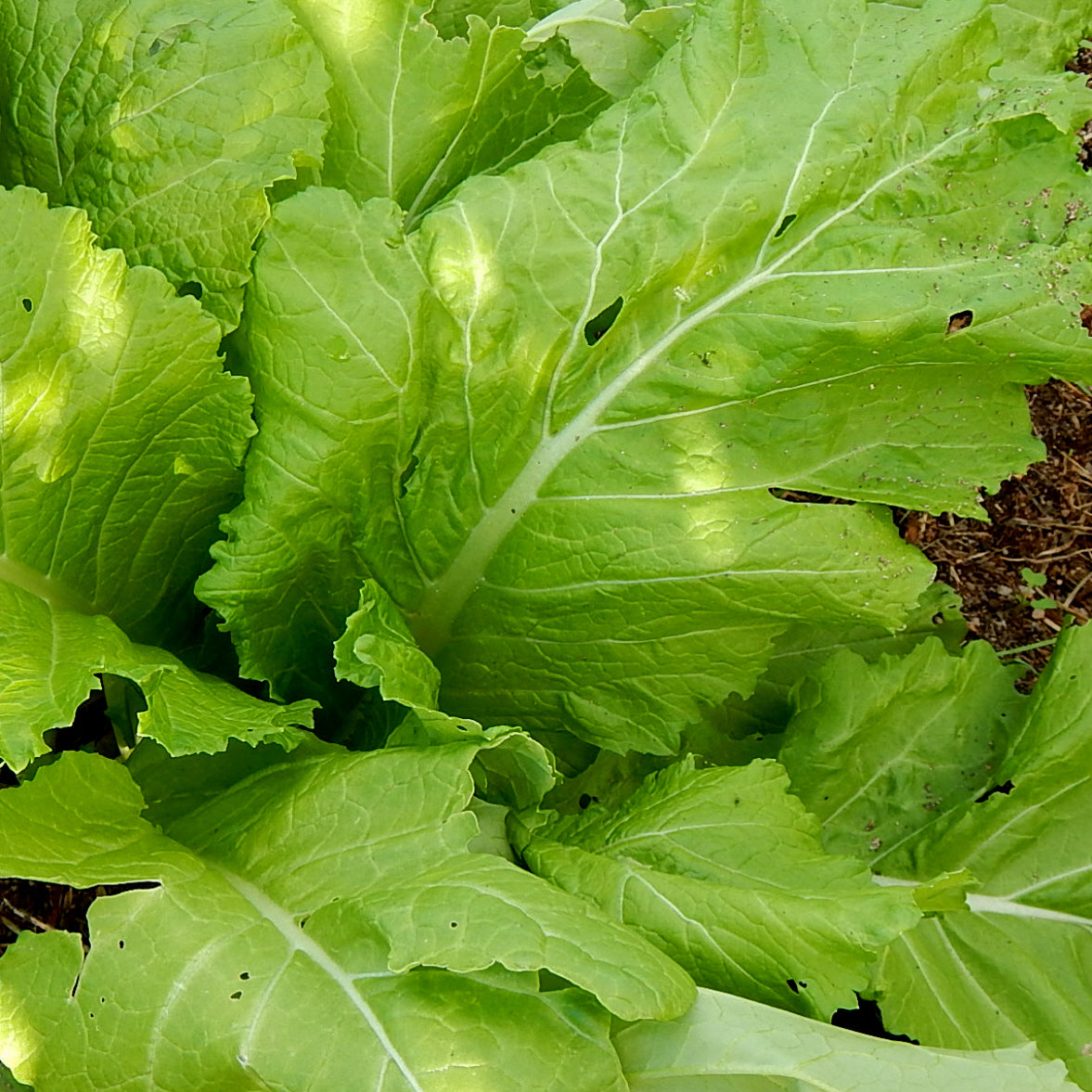 mustard seed plant leaves Florida Broad Leaf Mustard – Mary's Heirloom Seeds