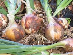 New York Early Dry Bulb Onion