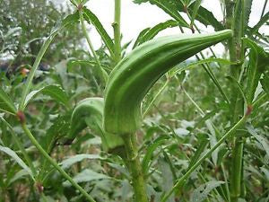 Cow's Horn Okra