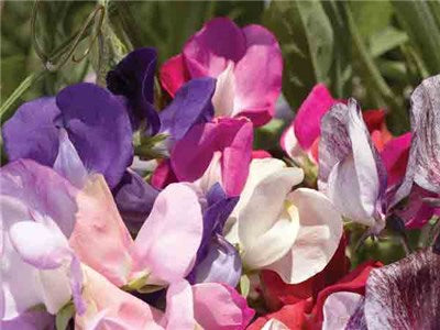 Sweet Pea, Old Spice Mix