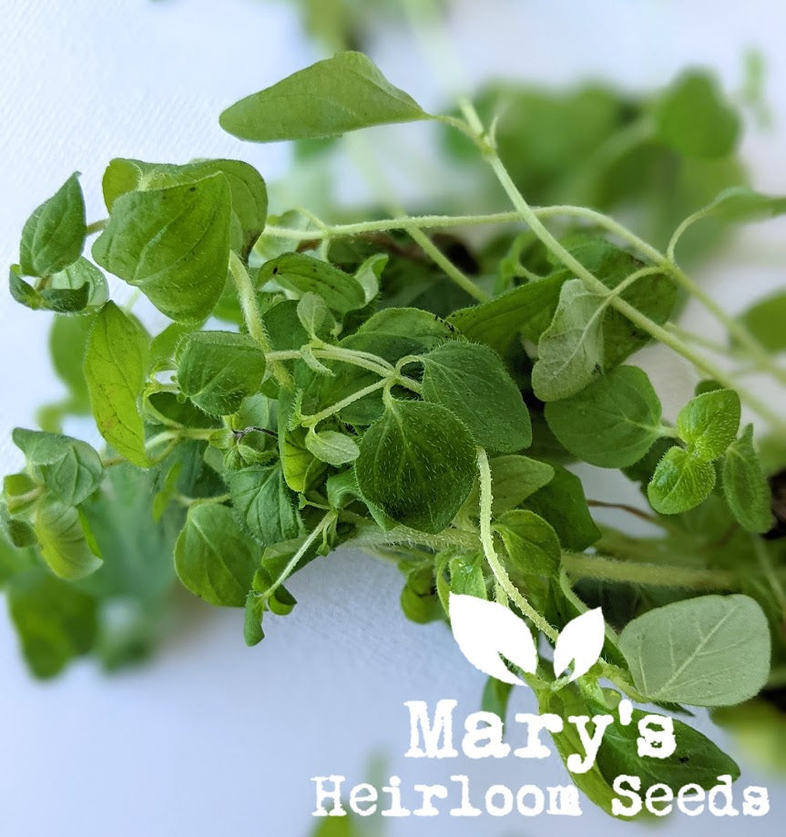 oregano seeds planting Oregano – Mary's Heirloom Seeds