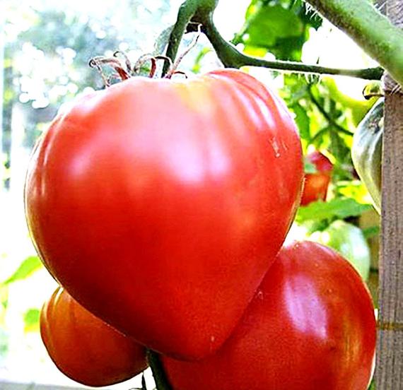 Pink Oxheart Tomato