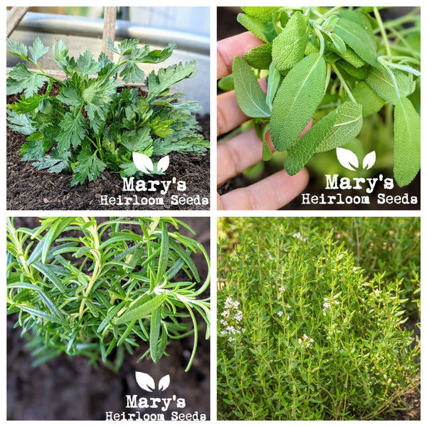 Parsley, Sage, Rosemary & Thyme Mary's Heirloom Seeds