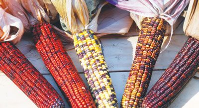 Pungo Creek Butcher Dent Corn