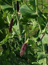 Blue Podded Pea