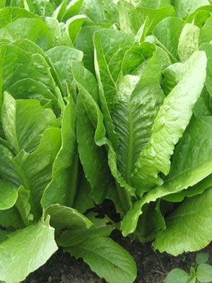 Parris Island Cos Lettuce