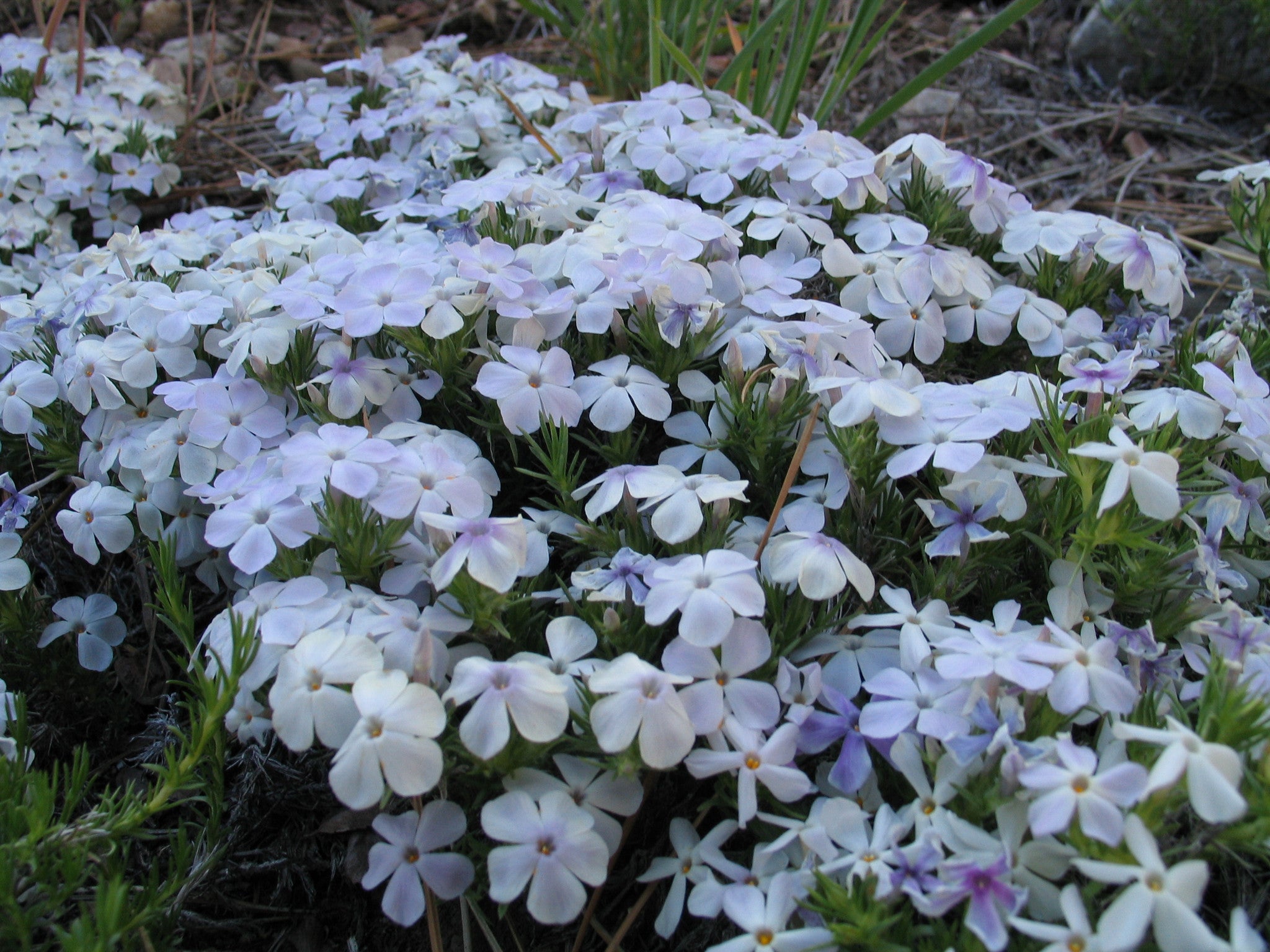 Mountain Phlox – Mary's Heirloom Seeds