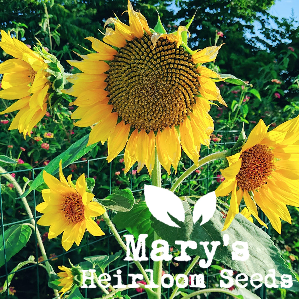 Black Oil Sunflower – Mary's Heirloom Seeds