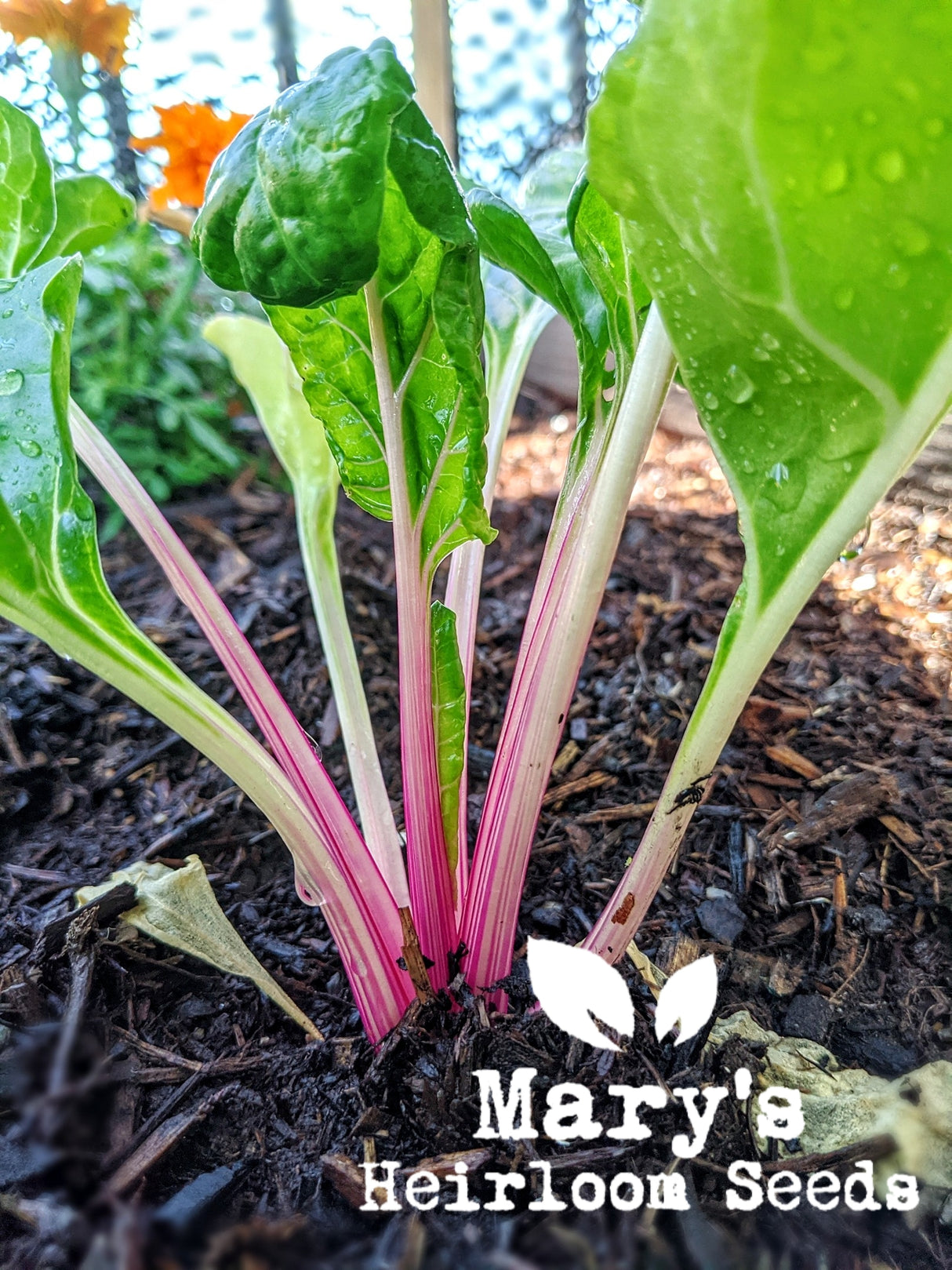 Rainbow Swiss Chard