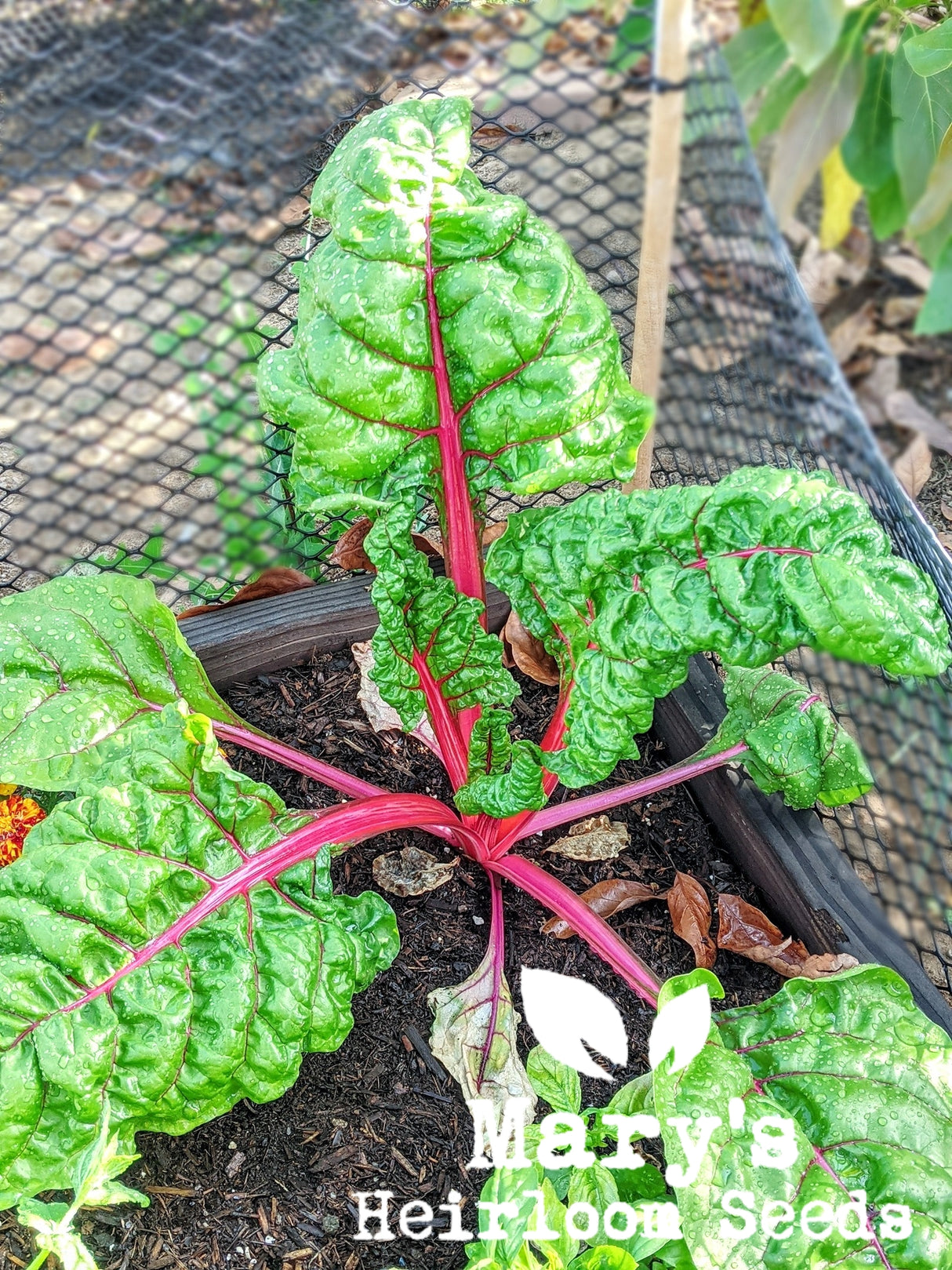 Rainbow Swiss Chard