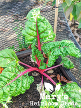 Rainbow Swiss Chard