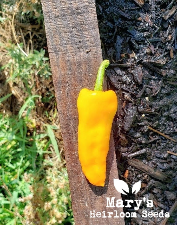 Datil Pepper Mary's Heirloom Seeds