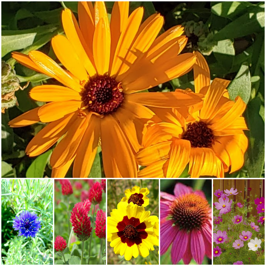 "Plant for Pollinators" Garden Mix - Bulk