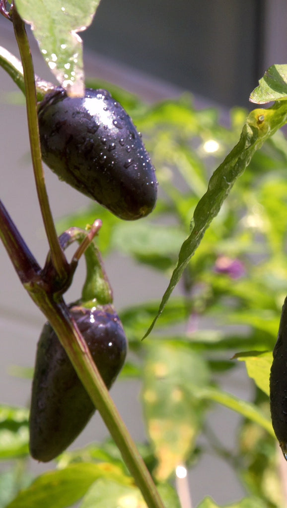 Purple Jalapeno Pepper