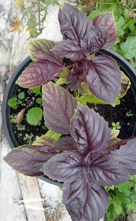 Dark Purple Opal Basil