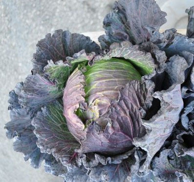 Purple Savoy Cabbage