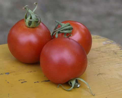 Quedlinburger Fruhe Liebe Tomato