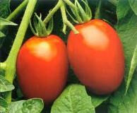 Roma Tomato