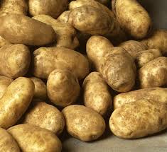 Russet Norkotah Seed Potato