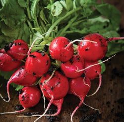 Cherry Belle Radish